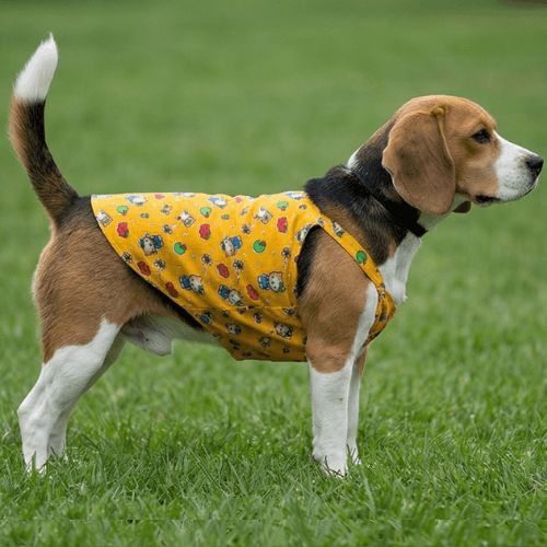 Sunny Paws - Image 2