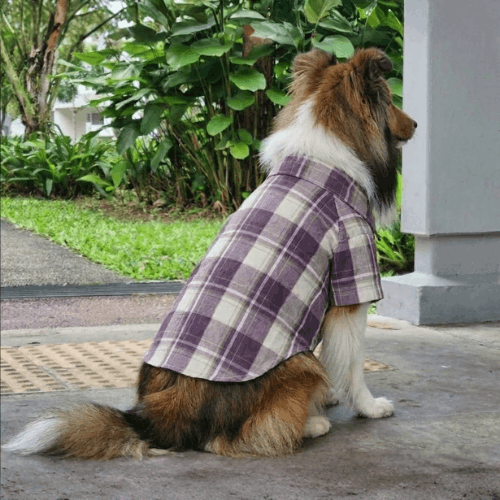 Urban Check - Image 3